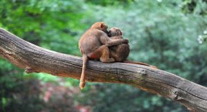 maymunlar-nasil-arkadasliklar-kuruyor-ve-birbirlerini-etkiliyor-bizsiziz