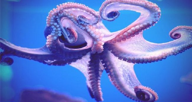 ahtapot-kalamar-mürekkep balığı-1bizsiziz