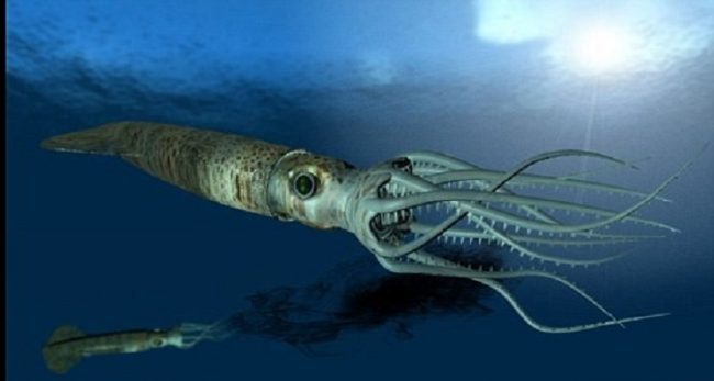 ahtapot-kalamar-mürekkep balığı-3bizsiziz