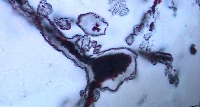 firstlife_yaşam_bizsiziz