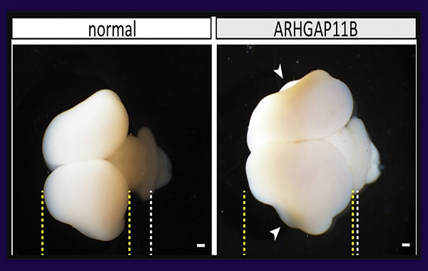 İnsan Genleri Maymun Beynine Yerleştirildi