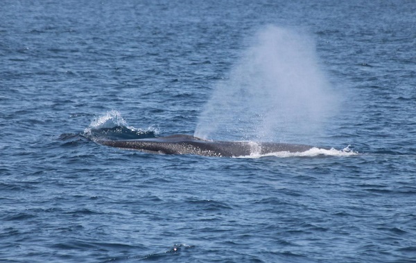 Erkek fin balinaları
