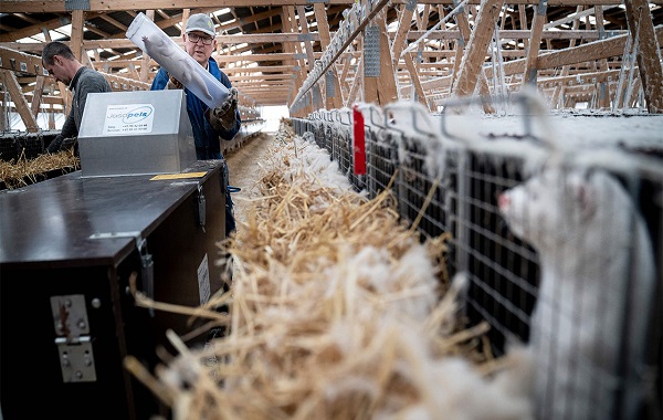 Mutant coronaviruses