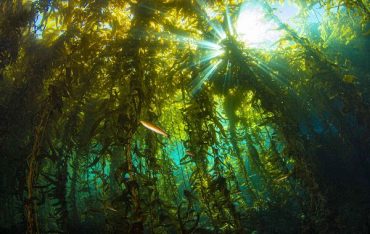 We Are Getting Little Closer to The Truth:Origin of Animals Might Be From a Different Organism