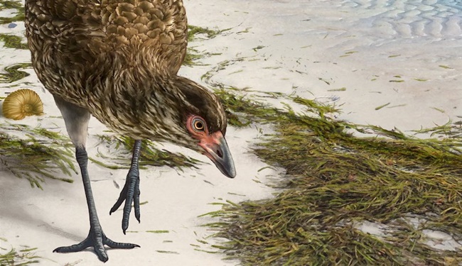 66 Milyon Yıllık Fosil