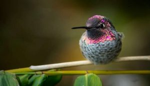 Yanardöner Renkleri