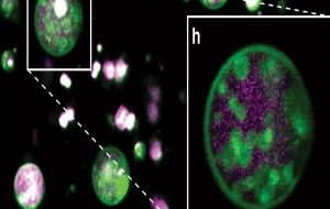 A surprising structure exists within a type of watercress.