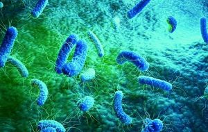 Hastane Enfeksiyonu Dahil En Dirençli Bakterileri  Öldürecek Yeni Bir Antibiyotik Üretildi