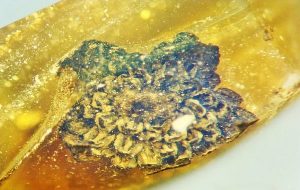 Bir Kehribar Taşında 100 Milyon Yıl Önce Açan Çiçek Türü Bulundu