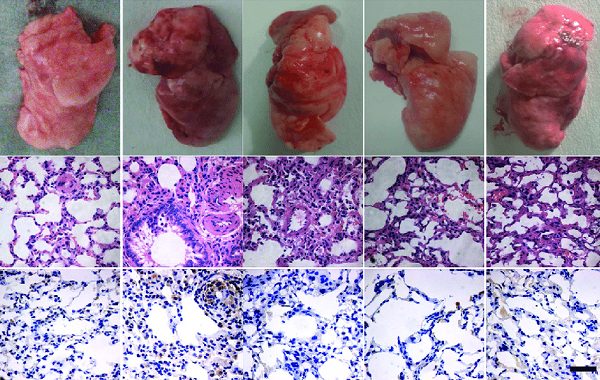 The nano-sized drug delivery method can treat a range of infectious diseases, including COVID-19