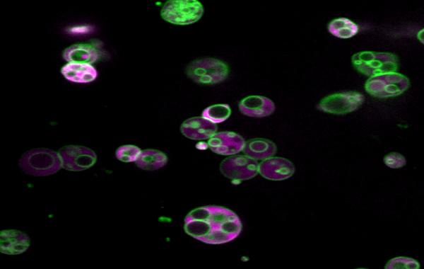 From yeast to humans, something hidden inside a common piece of cellular machinery discovered.