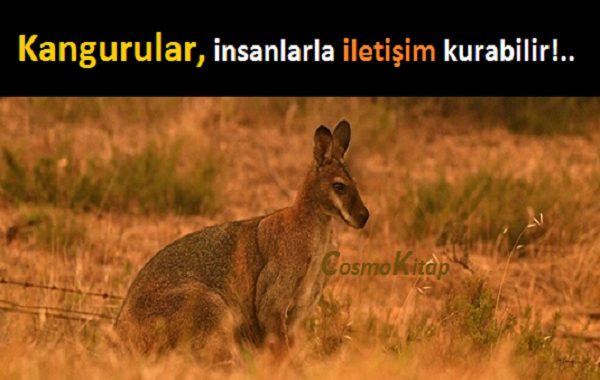 Kangurular İnsanlarla İletişim Kurabilir