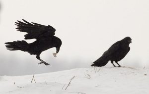 Kuzgunların Bilişsel Becerileri