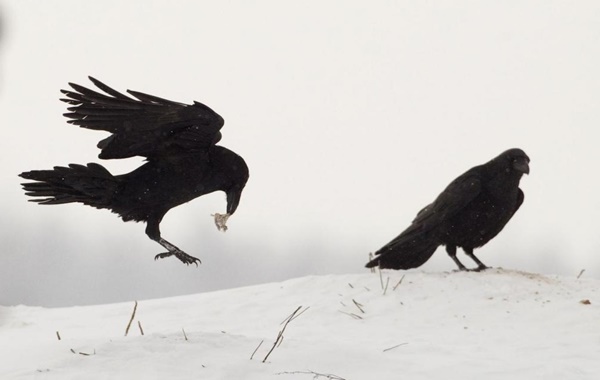 Kuzgunların Bilişsel Becerileri