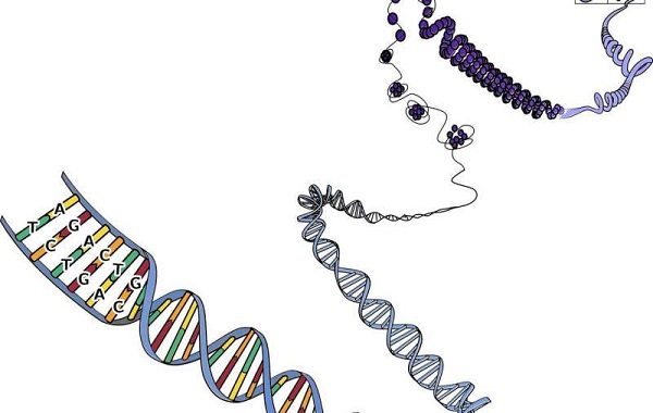 Scientists identify new