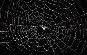 Spiders in space: Without gravity, light becomes key to orientation