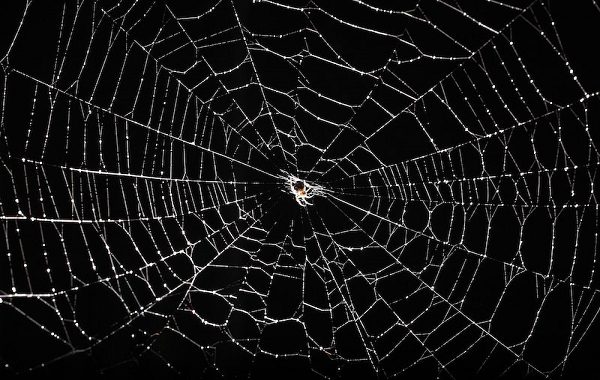 Spiders in space: Without gravity, light becomes key to orientation