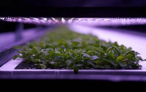 A purple glow illuminates one of Europe's biggest "vertical farms" in Copenhagen