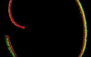 Scientists develop new gene