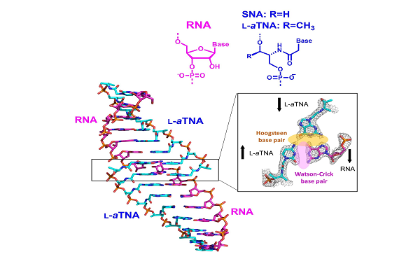 A new study opening door to the development of potentially revolutionary nucleic acid-based drugs