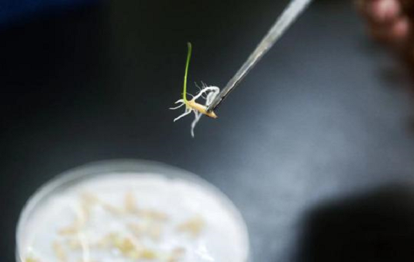 Çin Bir İlki Başardı: Derin Uzayda Mutasyon Islahı Deneyi, Pirinç Tohumlarını Filizlendirdi