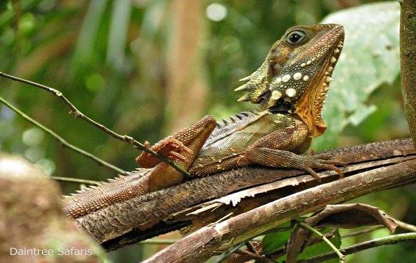 Sürüngenler Tarihinde Bir İlk: Boyd Ejderhası Cinsiyet Değiştirerek Erkek Oldu