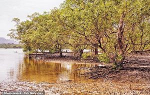 Bilim İnsanlarına Ödül Getiren Buluş: Mangrov Ağacının Özü Kelliği Giderdi