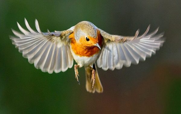 Birds Actually Appeared to Have a Mysterious ‘Quantum Sense’