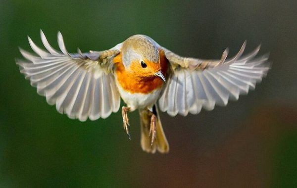 Kuşların Gizemli Bir 'Kuantum Hissi' Olduğu İlk Kez Fiilen Görüldü