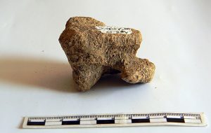 12.000 Yıl Önce Mamut