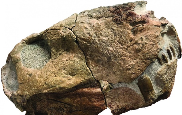 Dinozorlar ve Memeliler