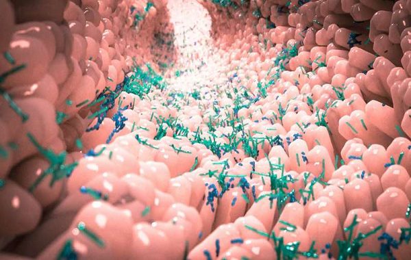 Gut Bacteria May Impact Severity Of COVID-19 Infections