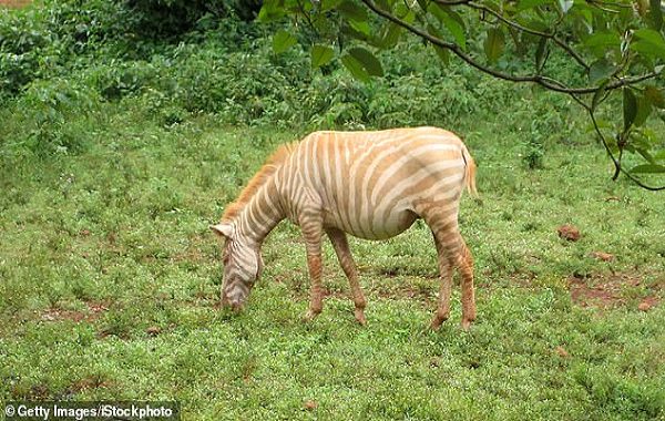 Akraba Evliliği Zebraların Genetik Mutasyon Geçirmesine Sebep Oldu
