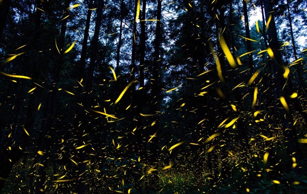 Işık Saçan Böceklerin