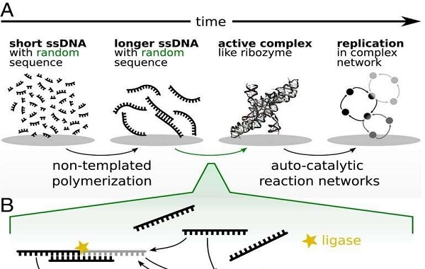 Origin of life: Did Darwinian
