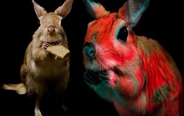 Karanlıkta Parlayan Memeliler Grubunun Son Üyesi: Yaylı tavşanları