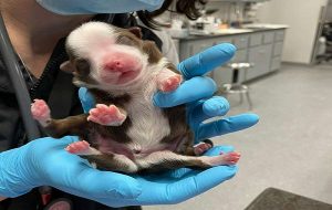 İkizi Olması Gerekirken 6 Bacakla Doğan Dünyanın İlk Yavru Köpeği