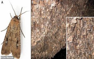 2000 Yıllık Taş Değirmende Böceklerin Gıda Olarak Tüketilmesinin En Eski Arkeolojik