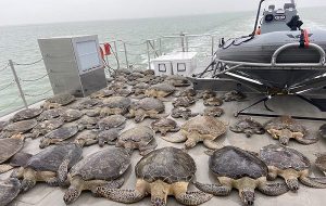 Gönüllüler Soğuktan Hipotermi Geçiren Binlerce Deniz Kaplumbağasını İşte Böyle Kurtardı