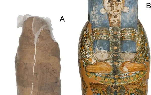 New study uncovers rare 'mud carapace'