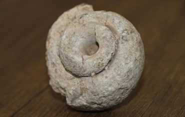 Adıyamanda 70 Milyon Yıllık Salyangoz