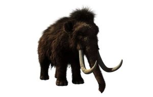 Were it not for humans