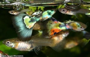 Antidepresan İlacı Prozac, Balıkların Kişiliğini Değiştirip Onları Zombiye Dönüştürüyor