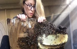 Arıları Kurtarırken Çektiği Video Arılara Fısıldayan Kadın Unvanı Almasını Sağladı