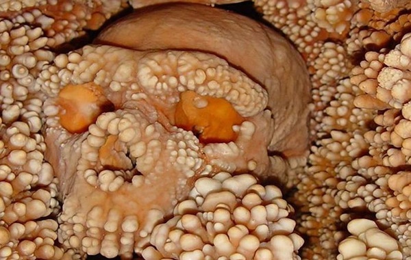 Altamura Neandertali