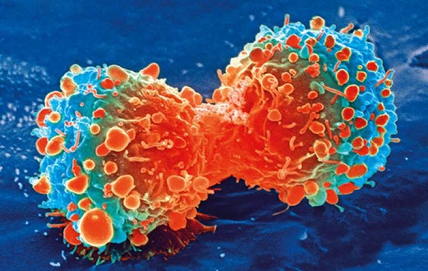 Engineered immune cells