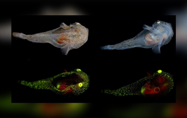 Kuzey Kutup Bölgesinde ilk