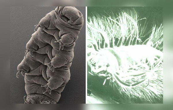 Uzaylıların Gerçek Olduğunu