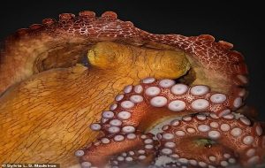 Ahtapotlar REM Benzeri Uyku Durumunda Renk Değiştirir