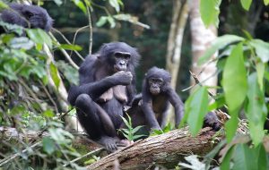 Yabani Bonoboların
